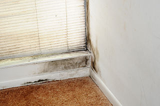Mold in illinois homes - is disclosure required?
